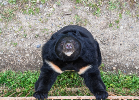 Asian black bear Ursus thibetanus standing on hind legs and looking up with curiosity in a natural outdoor setting.の写真素材