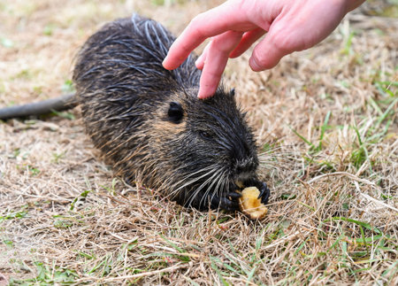 Nutria Myocastor coypus eating a fruit while a human hand pets its head. Brown wet fur rodent with...
