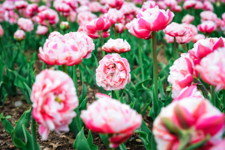 Bright double peony tulips Foxtrot with lush layered pink petals in spring garden bed, green foliage and soft natural background.の写真素材