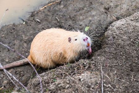 A wet light brown nutria or coypu emerging from the river onto the bank among green plants in natural daylight.の写真素材