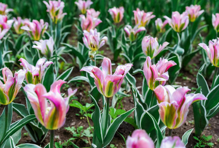 Colorful tulips show elegant pink and green streaked petals in a sunny garden bed adding lively charm and bold texture to the spring landscapeの写真素材