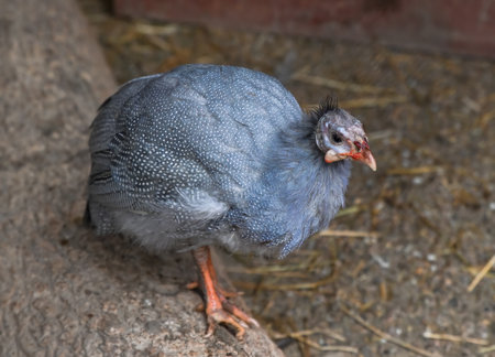 Domestic guinea fowl standing on the ground with grey spotted feathers, orange legs, and a curious look, in a rustic farm environment.の写真素材