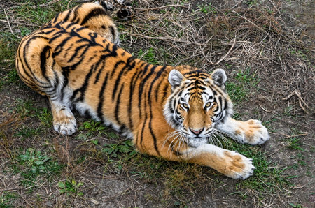 Wild Amur tiger resting on the ground in the Far East of Russia, symbol of Siberian wilderness and...