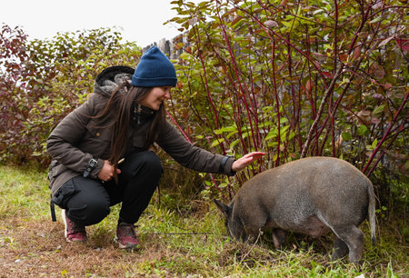 woman farmer reaching her hand to pet a mini pig on the farm. Warm countryside atmosphere with human animal interaction outdoors.の写真素材