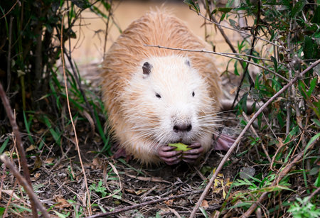 A light brown coypu, also known as nutria (Myocastor coypus), sits on a riverbank eating a green apple among bushes in natural daylight.の写真素材