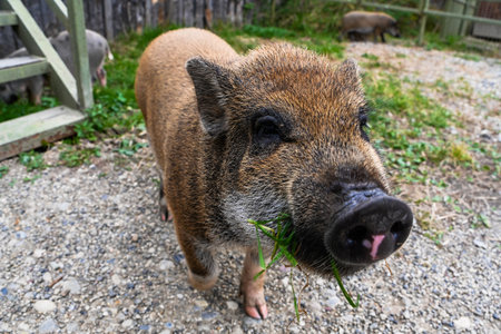 Cute mini pig eating fresh grass on a farm path. Close up of small domestic piglet with curious look outdoors. Adorable rural animal scene.の写真素材