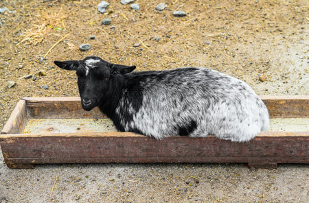 Black and white goat lying inside a wooden feeder on the ground. Relaxed domestic animal resting in a rural farm environment in natural daylight.の写真素材