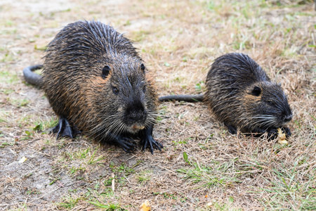 Adult nutria Myocastor coypus eating an apple and young one eating on dry ground. Brown wet fur rodents with whiskers and webbed feet.の写真素材