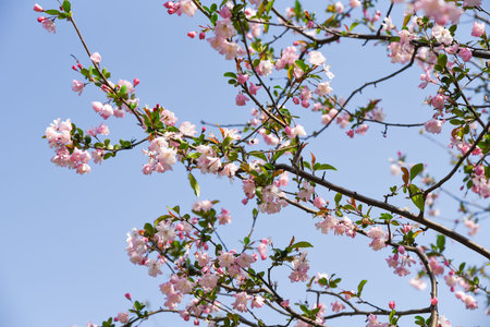 Delicate pink cherry blossoms on branches against blue sky in springtime, captured in Shanghai...