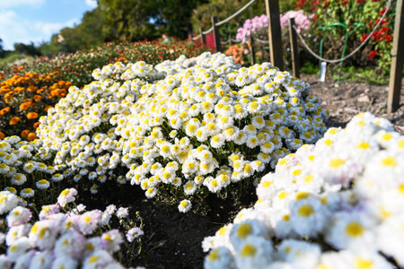 White chrysanthemum Elf White bush growing in flowerbed with sky background. Autumn garden scene...