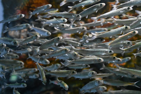 Juvenile Baikal omul schooling underwater in clear freshwater, small silver fish swimming together...