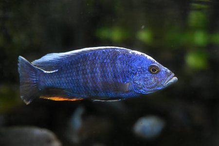 Electric blue hap also known as cornflower cichlid Haplochromis ahli freshwater aquarium fish close up. Popular bright blue African cichlid species.の写真素材