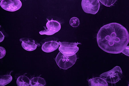 A group of blue Aurelia jellyfish illuminated with violet light floating in dark water creating an...