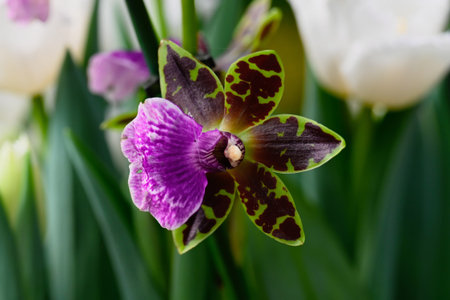 Exotic zygopetalum orchid flower with purple spotted petals and a vibrant lip blooms in a spring garden creating a beautiful floral backgroundの写真素材