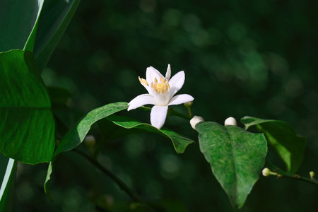 Fragrant white citrus blossom flower with yellow stamens and green leaves on a tree branch creating a fresh spring nature background for floral designの写真素材