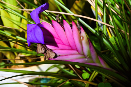 Beautiful pink tillandsia cyanea flower blooming in spring. Tropical pink quill plant with purple blossom and green leaf for creative nature decor.の写真素材