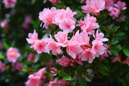 Beautiful pink rhododendron kirin flower blooming in spring garden. Flowering azalea plant with green leaf for creative floral decor and design idea.の写真素材