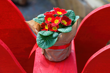 Beautiful red primrose flower in craft paper gift wrap. Creative spring primula plant in pot on red background for garden decor and floral design.の写真素材