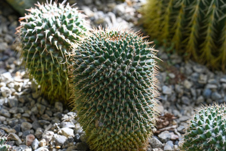 Close up of green mammillaria cactus with sharp spine in spring garden. Beautiful mammillaria carnea...