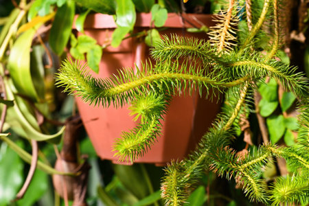 Rare huperzia squarrosa plant with green needle leaf in pot. Exotic epiphytic tassel fern also known as lycopodium squarrosum close up. Vibrant tropical foliage.の写真素材