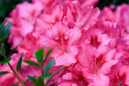 Vibrant pink azalea japonica plant in bloom with green leaf. Beautiful spring rhododendron close up...