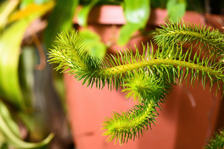 Exotic huperzia squarrosa plant with green needle leaf in pot. Rare epiphytic tassel fern also known...