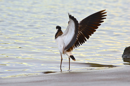 Big Wings