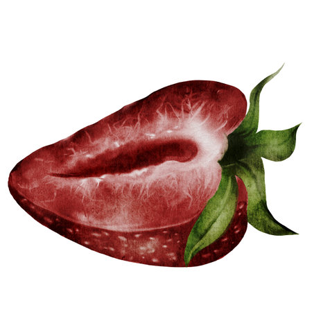 Strawberry watercolor. Hand drawn juicy berry realism on isolated white background. Half cut ripe clip art. Ideal for fresh food packaging and natural cosmetics storesの写真素材