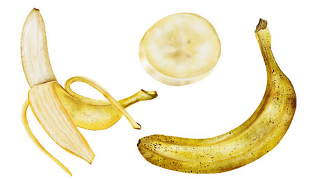Banana watercolor set. Hand drawn ripe tropical fruit. Clip art isolated on white background realistic exotic plant. Ideal for designing menus, price tags, labels and packaging of natural cosmeticsの写真素材