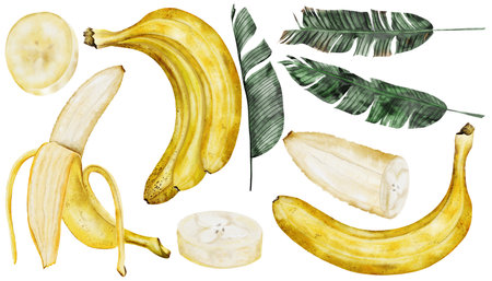 Banana big set watercolor. Hand drawn ripe tropical fruit. Clip art isolated on white background realistic exotic plant. Ideal for designing menus, price tags, labels and packaging of naturalの写真素材