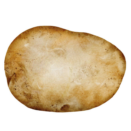 Potato watercolor. Ripe vegetable hand drawn on white isolated background. Organic farm product. Ideal for potato product label, tags and postersの写真素材