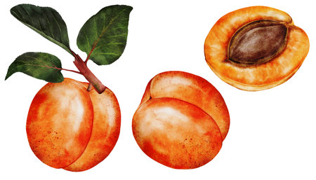 Apricot watercolor set. Juicy realistic set hand drawing of ripe fruit. Clip art on isolated white background. Ideal for logo, tags, stickers for natural food and cosmetics storesの写真素材