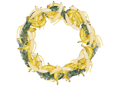 Banana watercolor illustration. Hand drawn ripe tropical fruit. Round frame made of bananas. Clip art isolated on white background realistic exotic plant. Ideal for designing menus, price tags, labelsの写真素材