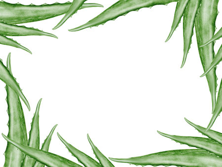 Aloe vera watercolor frame. Green leaf of the plant on a white background. Clip art botanical. Ideal for packaging cosmetics, posters of cosmetic clinics. Botanical succulent aloe.の写真素材