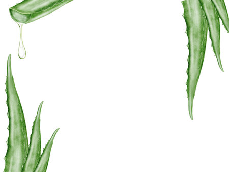 Aloe vera watercolor frame. Green leaf of the plant on a white background. Clip art botanical. Ideal for packaging cosmetics, posters of cosmetic clinics. Botanical succulent aloe.の写真素材