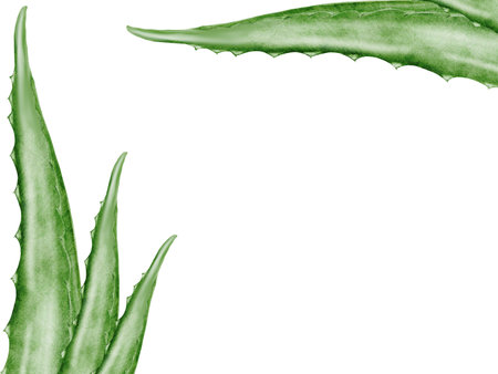 Aloe vera watercolor frame. Green leaf of the plant on a white background. Clip art botanical. Ideal for packaging cosmetics, posters of cosmetic clinics. Botanical succulent aloe.の写真素材