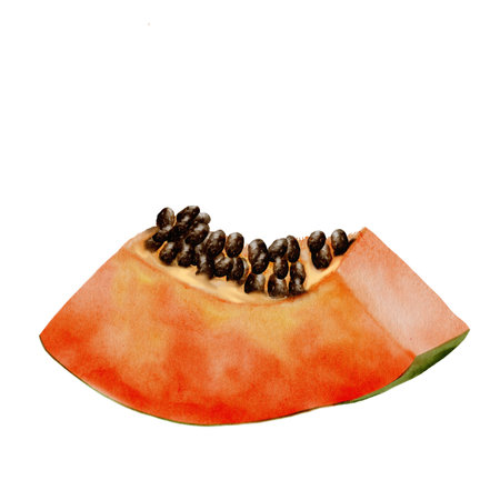 Hand drawn ripe tropical fruit on white background.の写真素材