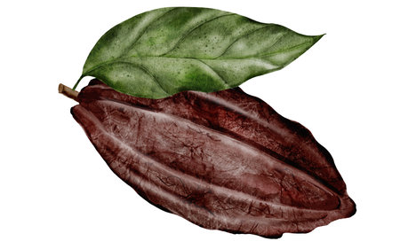 Cocoa bean watercolor. Hand-drawn cocoa fruit on a white background. Food clip art. Ideal for packaging chocolate and cocoa powder.の写真素材