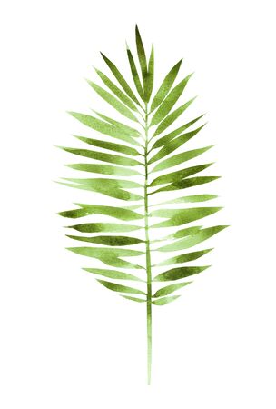 painting fern green leaves, palm leaf isolated on white background.   painted illustration tropical exotic leaf for wallpaper vintage Hawaii style pattern. Withの写真素材