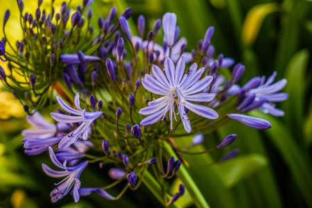 Pond flower violet San Francisco California day