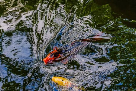Exotic koi fishes in pond inNew York Chinese Scholar's Garden Staten Island NYの写真素材