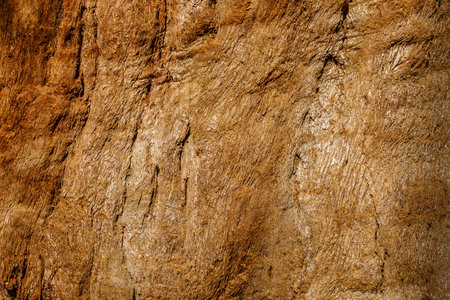 Bark of old sequoia millennial California wood treeの写真素材