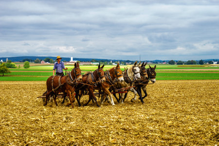 Amish country horse farm barn field agriculture in Lancaster, PAの写真素材