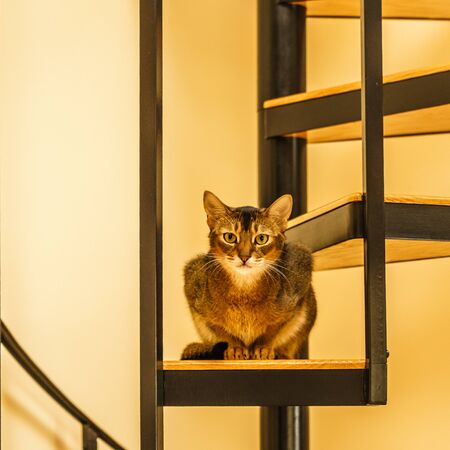 Beautiful cat sitting in the kitchen on a spiral staircaseの写真素材