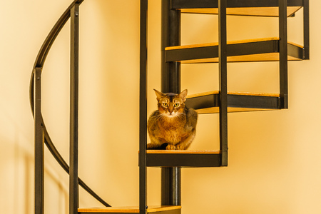 Beautiful cat sitting in the kitchen on a spiral staircaseの写真素材