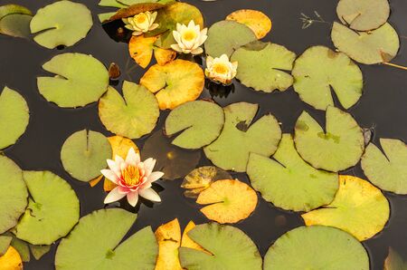 New York Garden, Lilies Springの写真素材