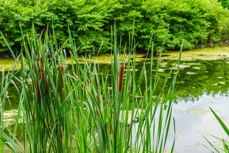 Delaware Canal Towpath and bulrush, Historic New Hope, PA USAの写真素材