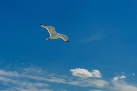 White gull flying Lower New York Bay, Atlantic Ocean