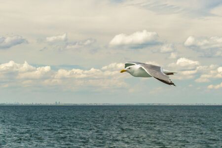 White gull flying Lower New York Bay, Atlantic Oceanの写真素材
