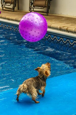 Yorkshire terrier, yorkies playing in the Pool with ballの写真素材